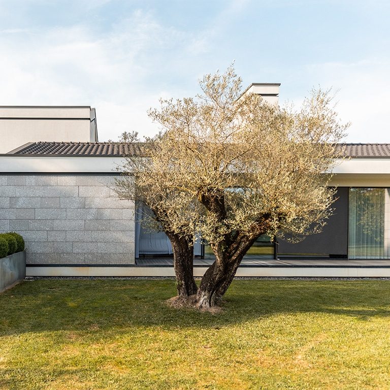 garden with olive tree